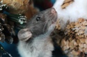 Ratons Devils dumbo à adopter- belgique Male_r10