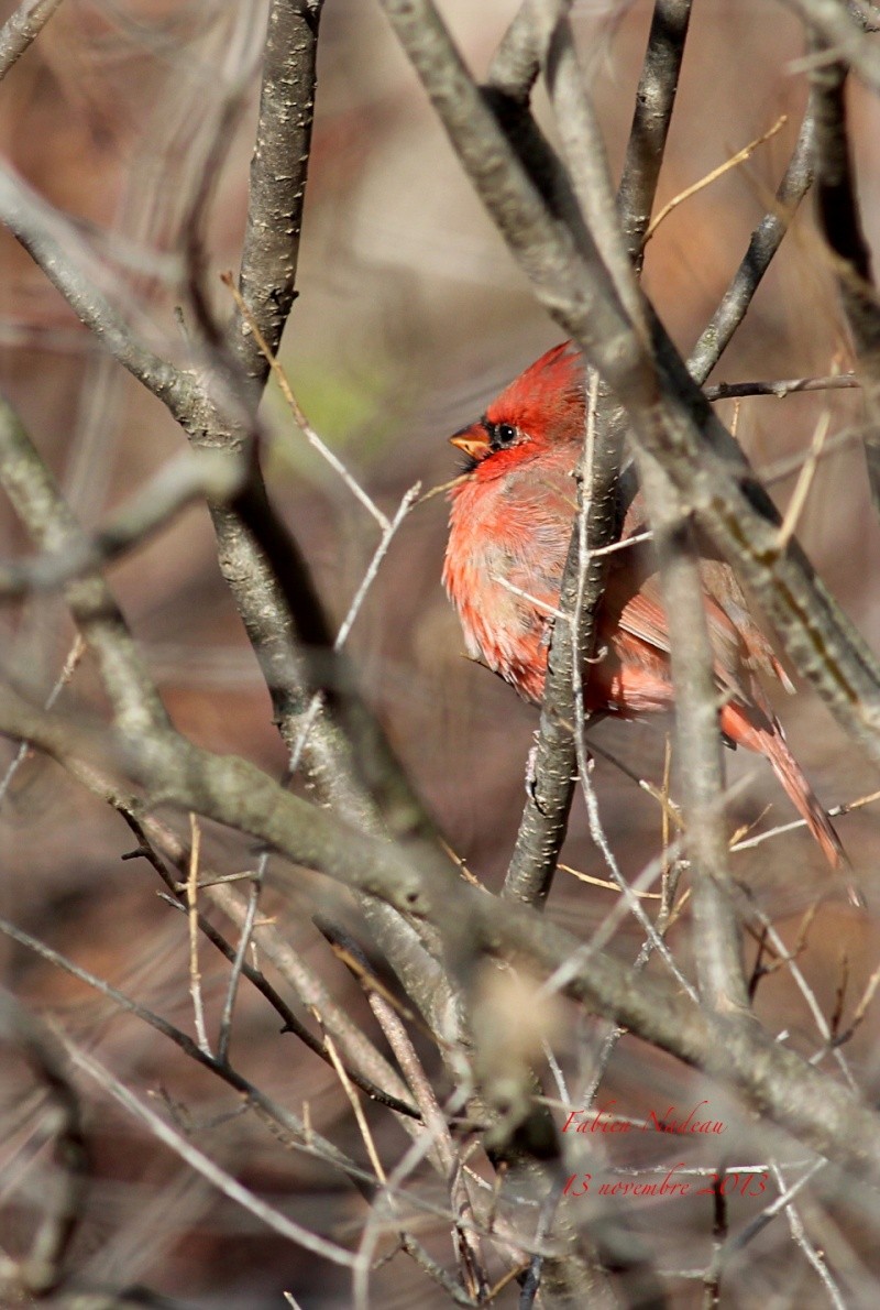 Cardinal rouge Img_7911