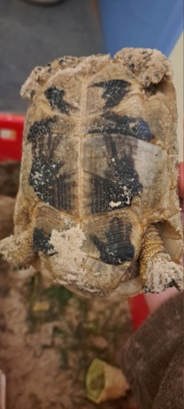 Identification tortue terrestre  20230422