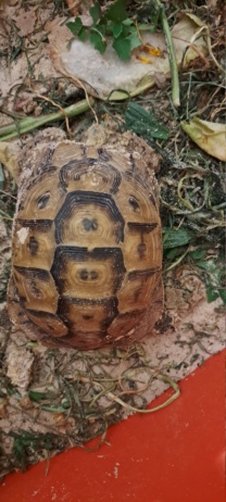 Identification tortue terrestre  20230423