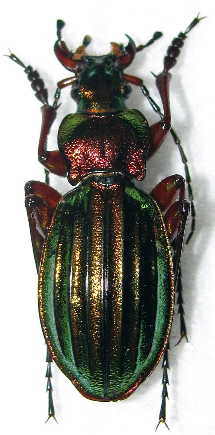 Chrysocarabus auronitens ssp. escheri n. beskydica SMETANA 1949  001_n13