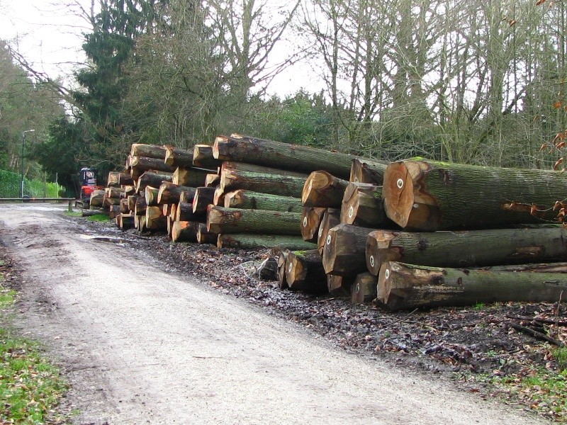 Promenade en Forêt de Soignes. 911