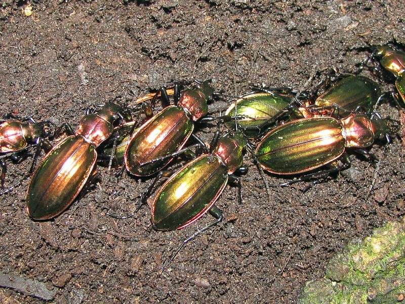 Chrysocarabus lineatus Ssp. troberti KRAATZ 1860. Nn11