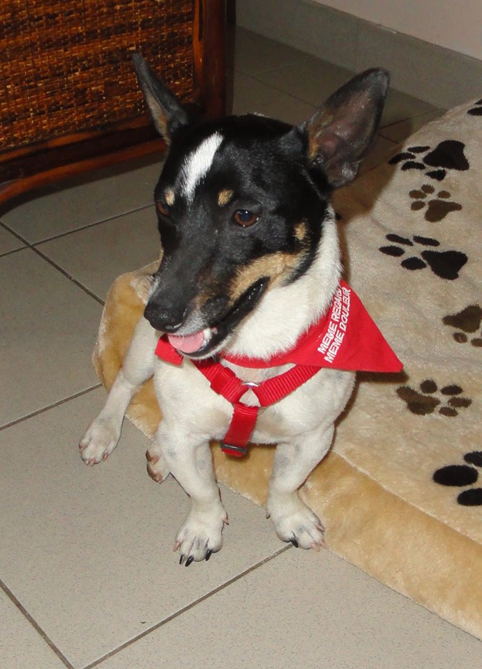 GUIZMO jack russell a adopter departement 76 10277710