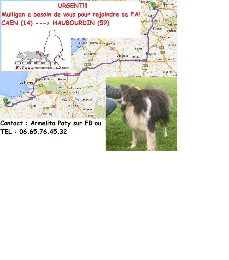 MULLIGAN border collie 3 ans cherche FA ou adoptants CAEN 14 14764110