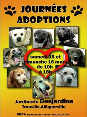 Journée d'adoption 15/16 mars refuge de LINTOT 76 17965610