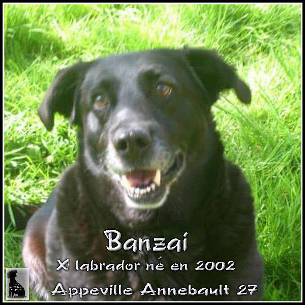 BANZAI - x labrador 12 ans (6 de refuge) - Refuge Espérance à Appeville Annebault (27) Banzai11