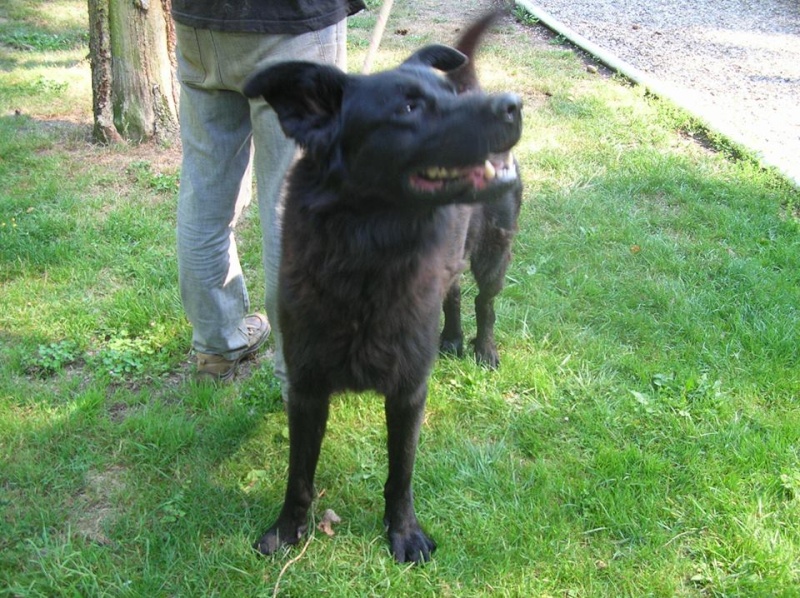 CACAO labrador noir 5 ans au refuge de l'esperance 27290 Cacao410