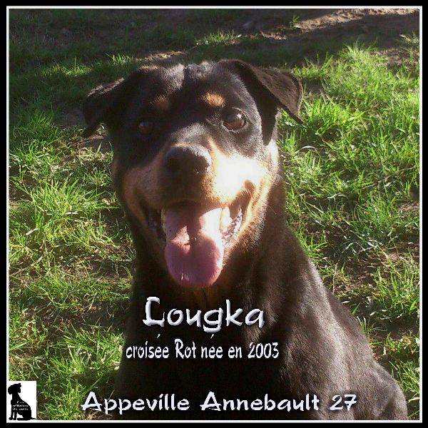 LOUGKA -  femelle x rott 13 ans  (4 ans de refuge) - SARS  Refuge de l'Esperance à Appeville Annebault (27) Lougka10