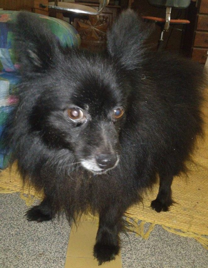 CACHOU spitz tres mini 6 ans au refuge de l'esperance 2 Spitz10