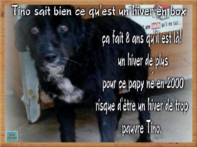 Urgent - TINO - x border 13 ans '(8 de refuge) - Refuge de l'Espérance à Appeville Annebault (27) Tino_610