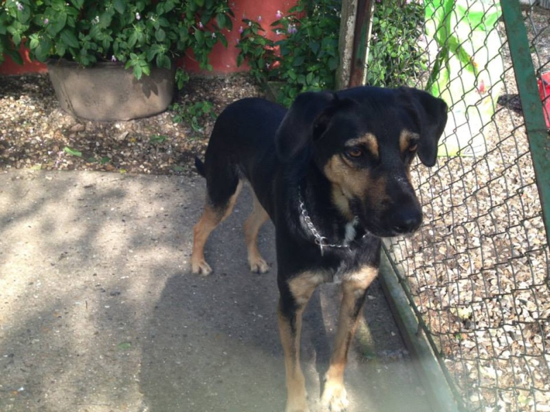 TITOU croisé lab/beauceron 8 ans refuge de l'esperance 4 ans Titou_10