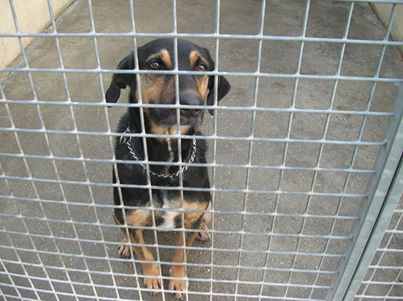 TITOU - x labrador/beauceron 10 ans (6 ans de refuge)   - SARS Refuge  de l'Esperance à Appeville Annebault (27) Titou_14