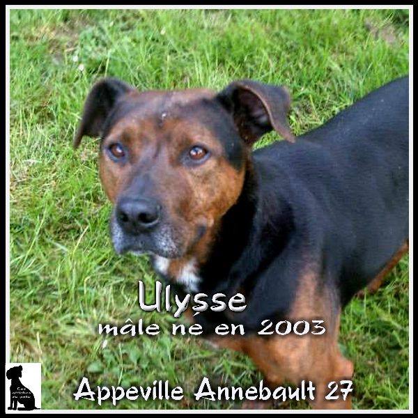ULYSSE - x berger 12 ans (5 ans de refuge)  SARS Refuge de l'Esperance à Appeville  Annebault (27)  Ulysss10