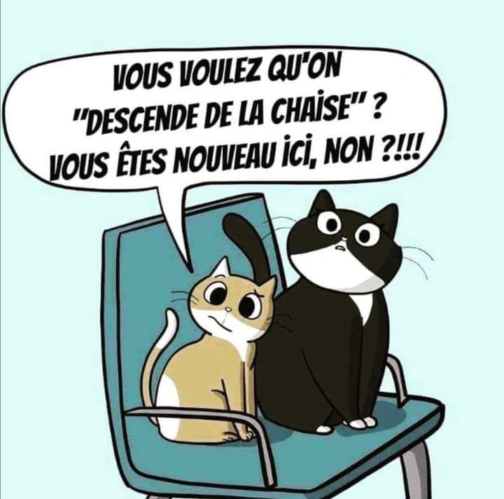 Humour en image - Page 22 Chats_10