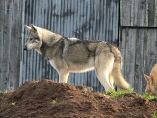 Lirgshcher Wolf Sherpherd Project 'discussion" 95713710