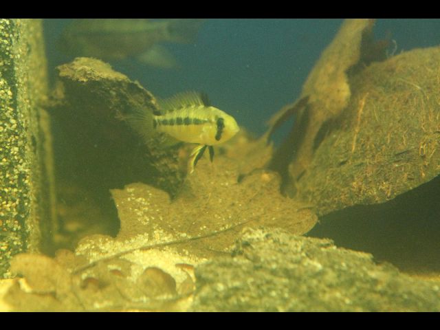 Apistogramma eunotus  Img_1263