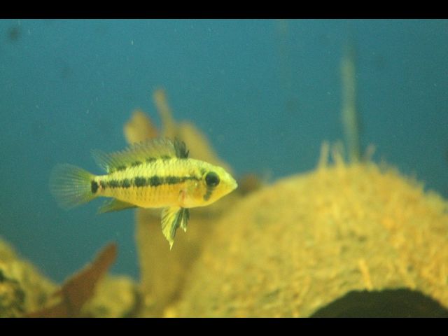 Apistogramma eunotus  Img_1413