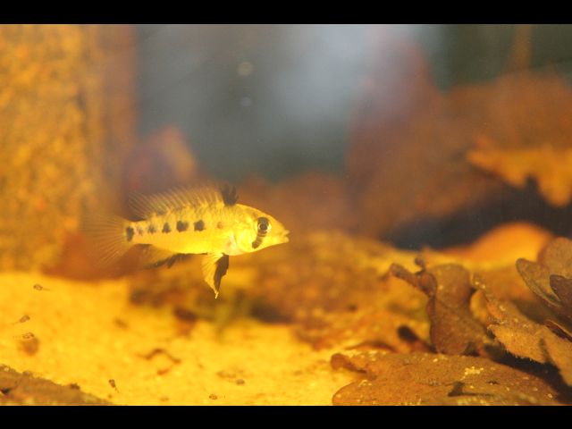 Apistogramma Eunotus  Img_1520