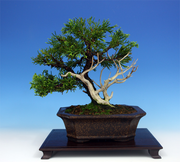 Shohin Itoigawa Juniper (first styling) Itoi710