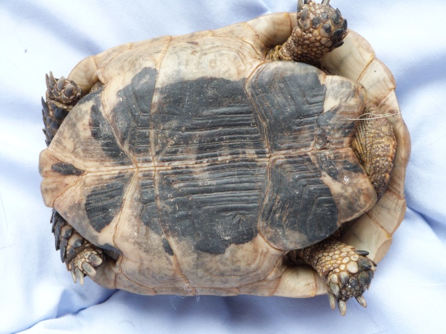 voici la tortue que nous avons trouver hier P1080513