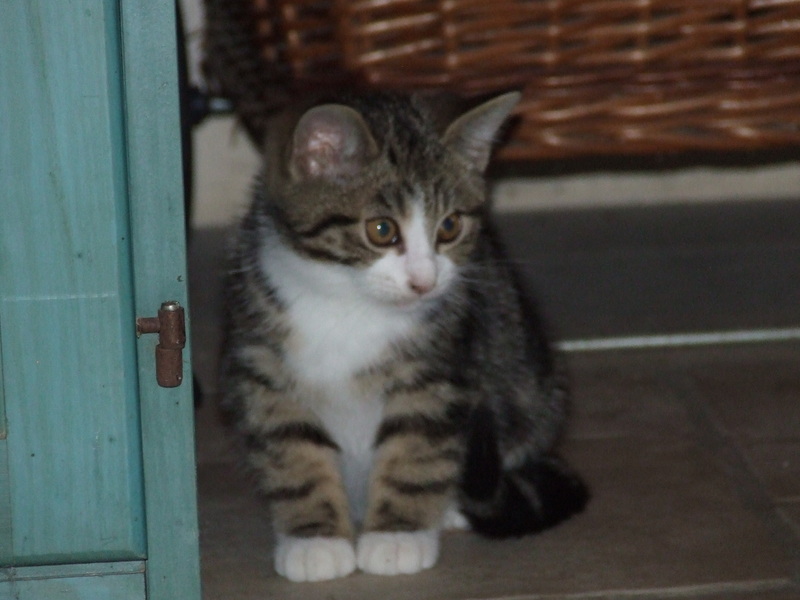 Archy, adorable petit chaton bicolore, né en août 2013 Dscf1910