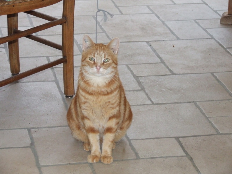 Hénou, jeune chat roux né en 2009 - Page 6 Dscf2110