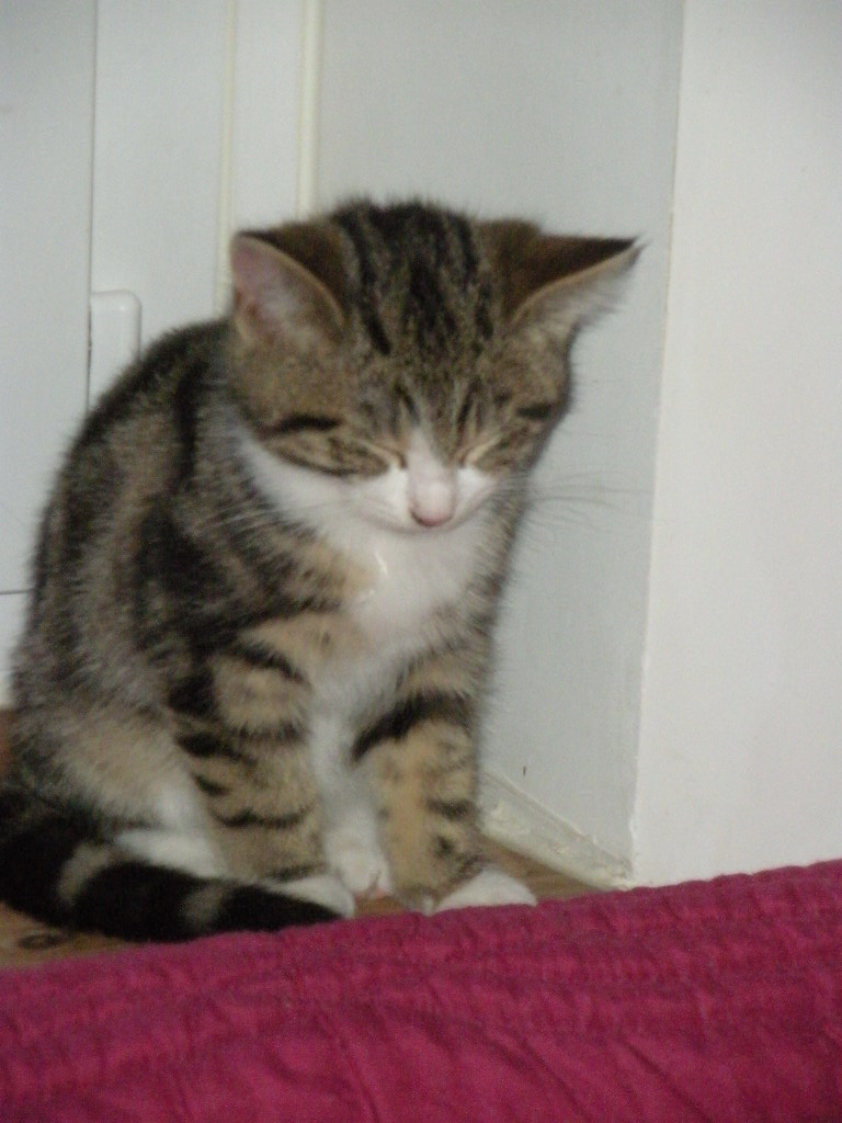 Archy, adorable petit chaton bicolore, né en août 2013 Dscn3513