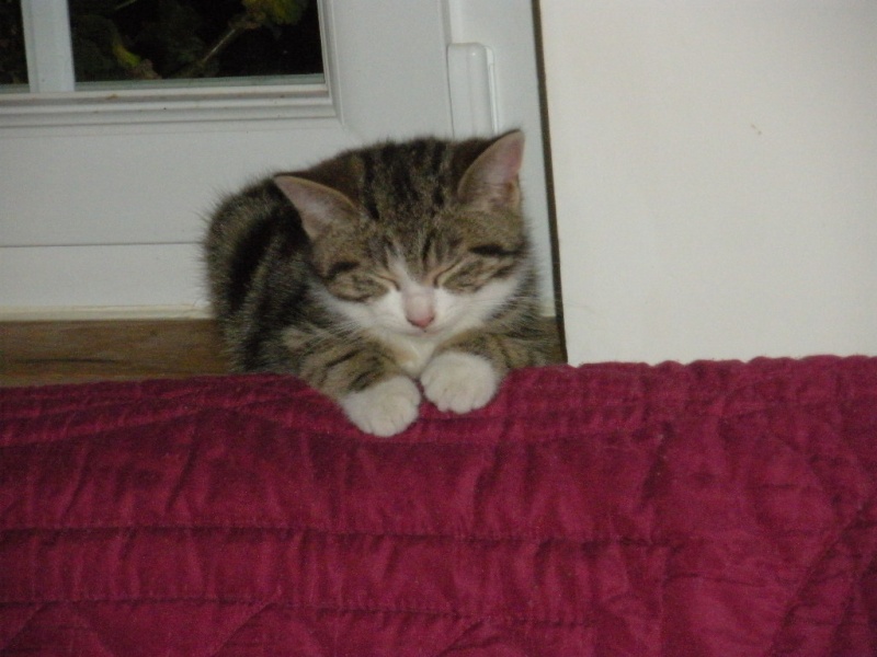 Archy, adorable petit chaton bicolore, né en août 2013 Dscn3515