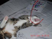 Archy, adorable petit chaton bicolore, né en août 2013 Fripou12