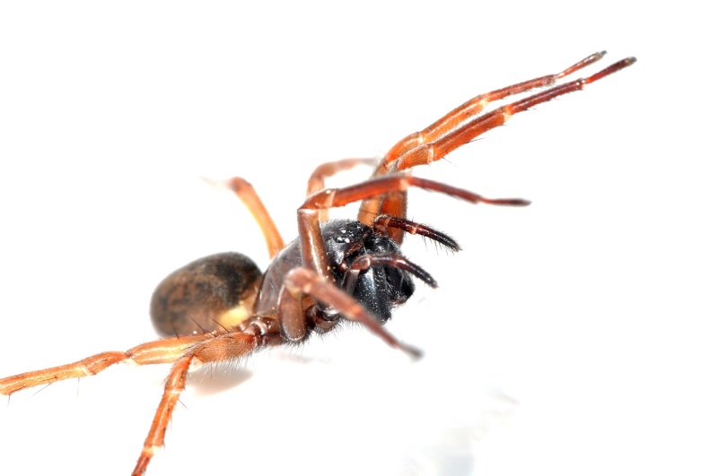 araignée de 10 m/m inconue A_00711