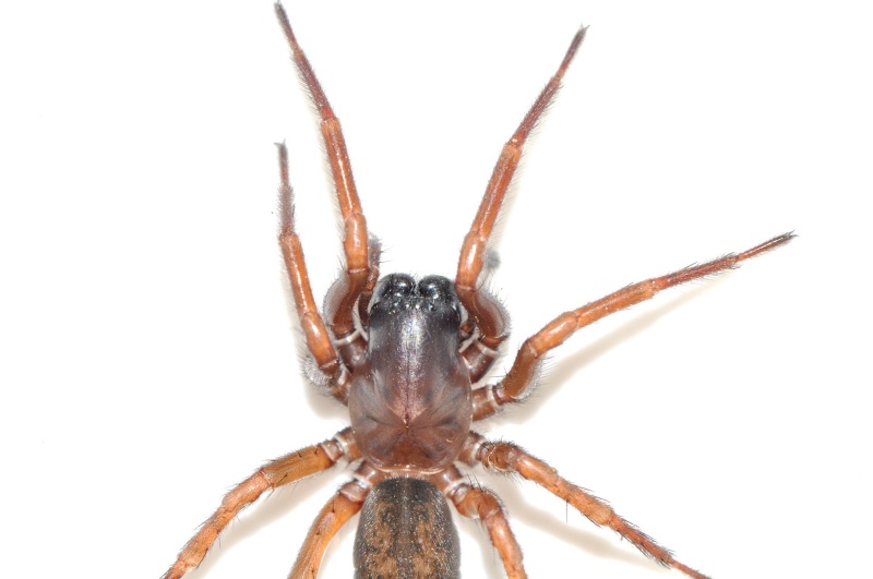 araignée de 10 m/m inconue A_01210