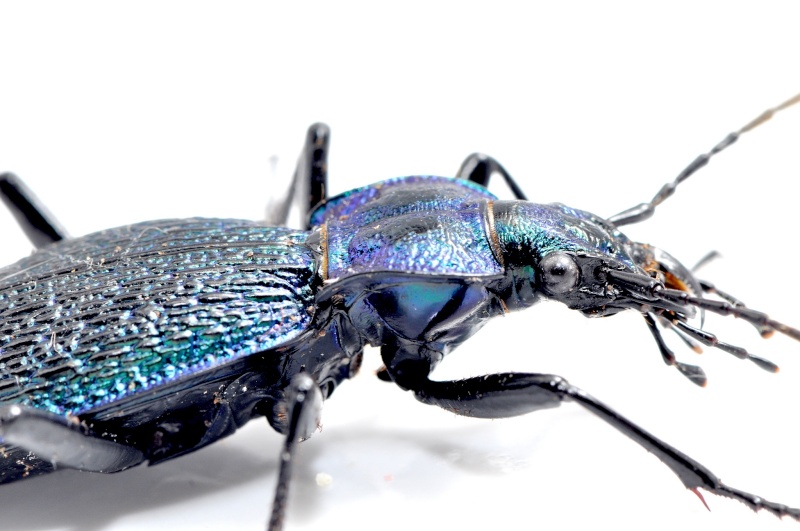 premier (Carabus intricatus neustrius) A_03312