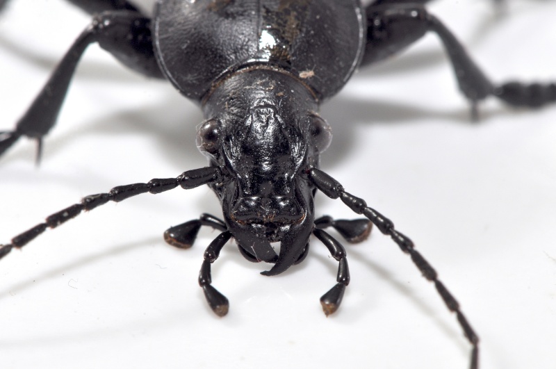 Carabus coriaceus Carabu14