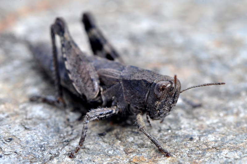 [Pezotettix giornae] criquet immature ou pas ?? Dsc_0022