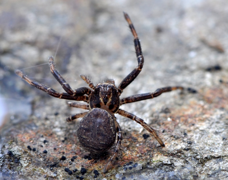 petite araignée de 5 m/m  Dsc_0026