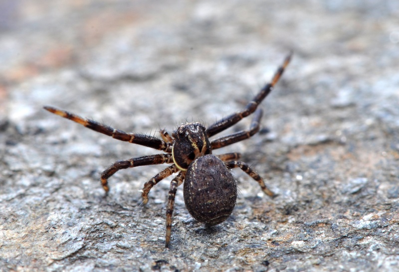 petite araignée de 5 m/m  Dsc_0028