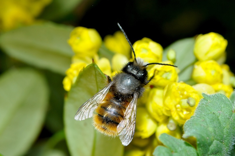abeille  Dsc_0059