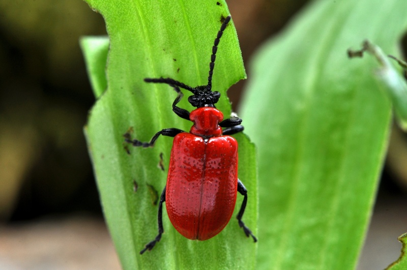 [Lilioceris lilii] Lilioceris lilii Lilioc10