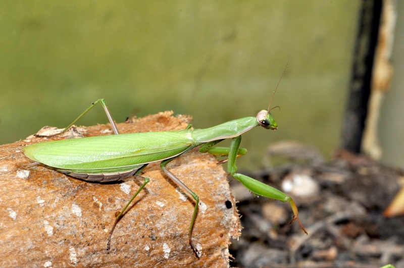 je cherche photos de mantis religiosa Mantis10