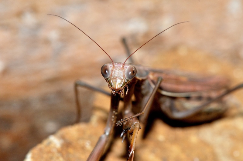 je cherche photos de mantis religiosa Mantis12