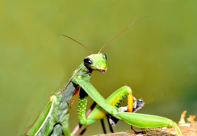 je cherche photos de mantis religiosa Mantis13