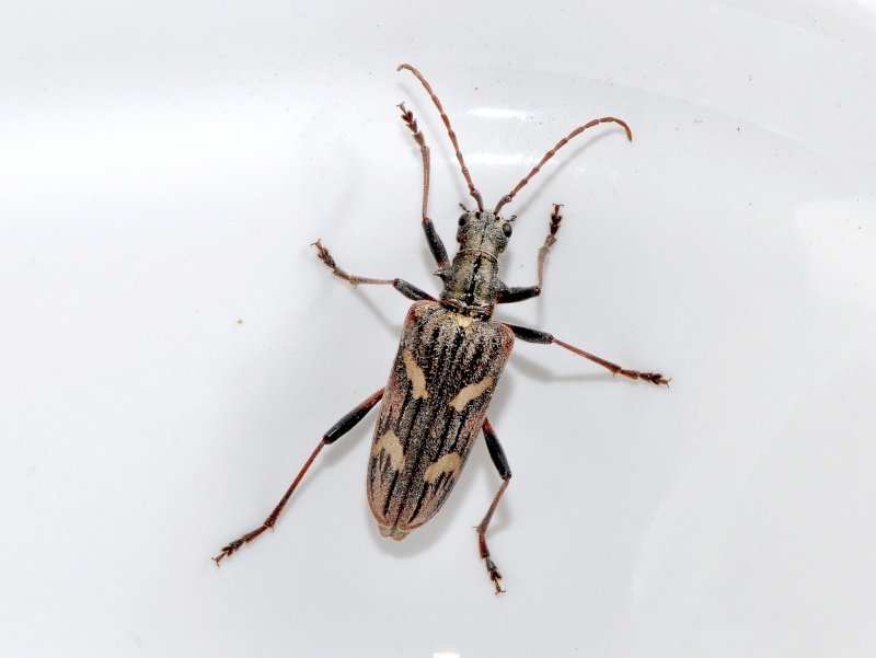 rhagium bifasciatum Rhagiu10