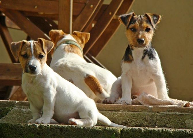 cucciolo - Cerco Cucciolo maschio pelo corto a Bologna  - Pagina 2 Le_pic12