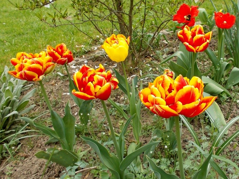 Erste Frühlingsboten im Garten und in Wald und Flur - Seite 13 Tulpen11