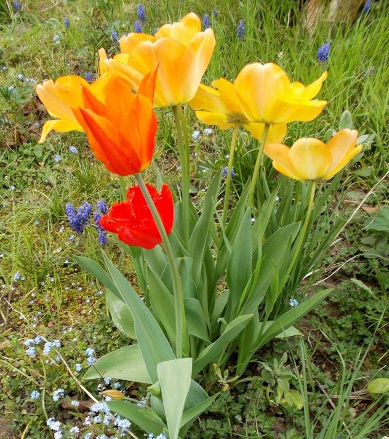 Erste Frühlingsboten im Garten und in Wald und Flur - Seite 13 Tulpen12