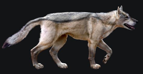 aviez-vous entendu parler du Canis Arkhanis ? Canis-10