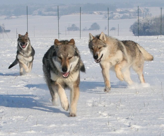 Mon idéal:Études des Chiens-Loups et autres hybrides. 43863410