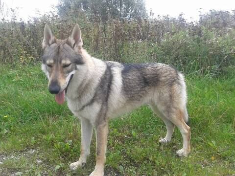 Mon Idéalétudes Des Chiens Loups Et Autres Hybrides