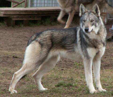 Mon Idéalétudes Des Chiens Loups Et Autres Hybrides